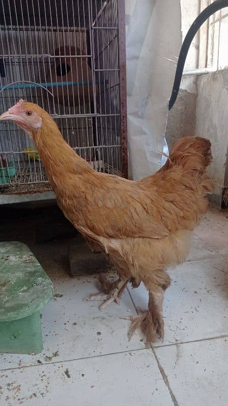 golden buff hen for sale 1