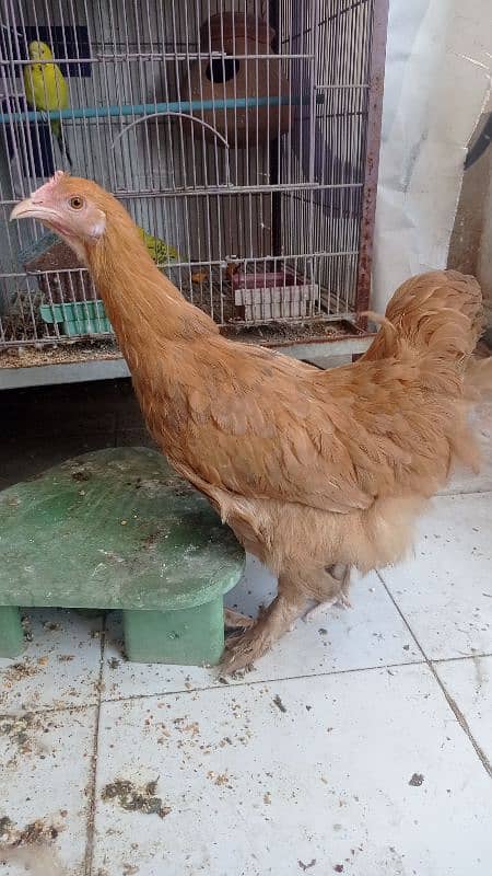 golden buff hen for sale 3