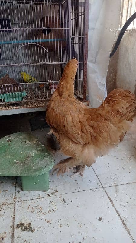 golden buff hen for sale 4