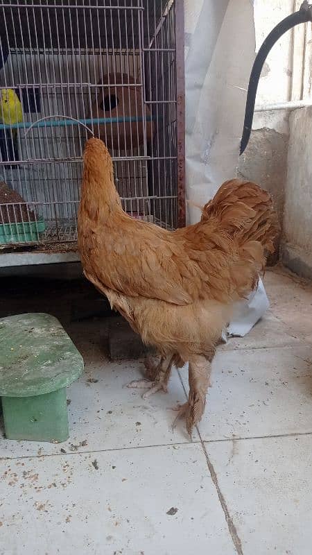 golden buff hen for sale 5