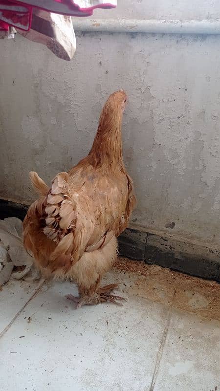 golden buff hen for sale 6