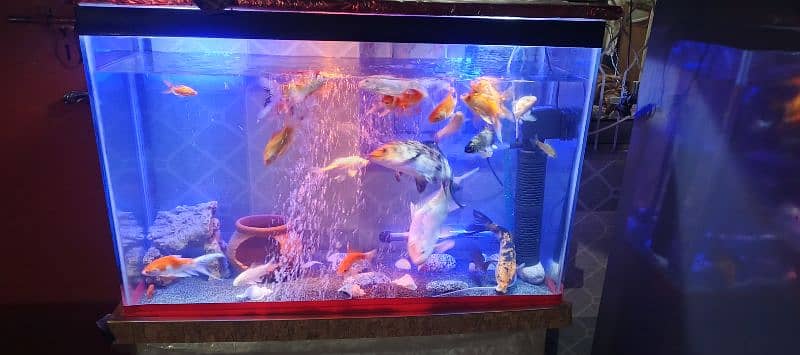 koi and shabankin fishes for sale 0