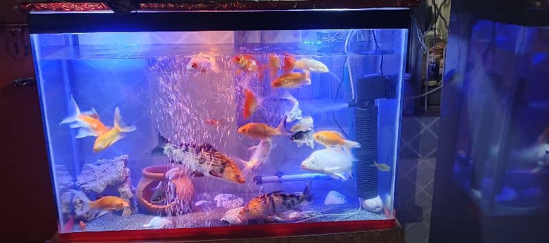 koi and shabankin fishes for sale 1