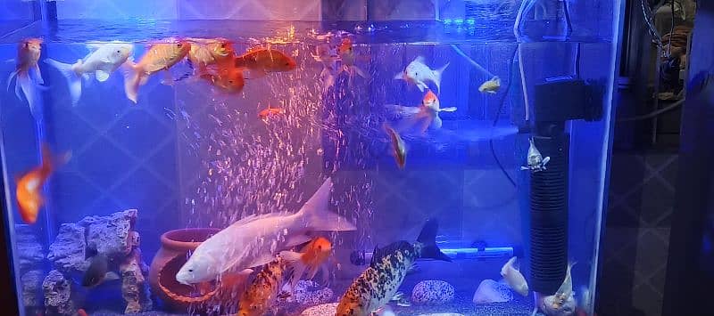 koi and shabankin fishes for sale 2