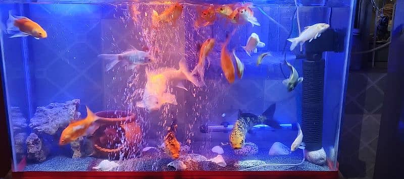 koi and shabankin fishes for sale 4