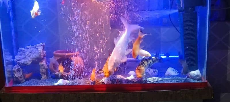 koi and shabankin fishes for sale 5