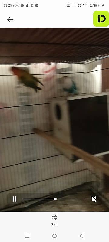 love birds 2 breeder pair with 2*3 cage and boxes 6