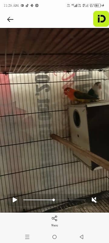 love birds 2 breeder pair with 2*3 cage and boxes 7