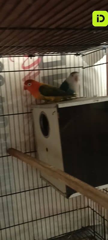 love birds 2 breeder pair with 2*3 cage and boxes 8