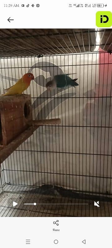 love birds 2 breeder pair with 2*3 cage and boxes 9