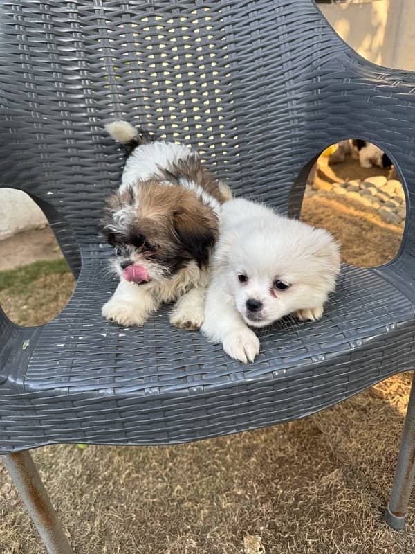 pair of pure shihtzu 0