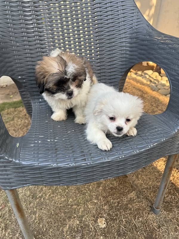 pair of pure shihtzu 1