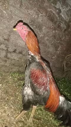 beautiful bird for sale