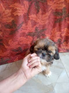 shihtzu puppy for sale