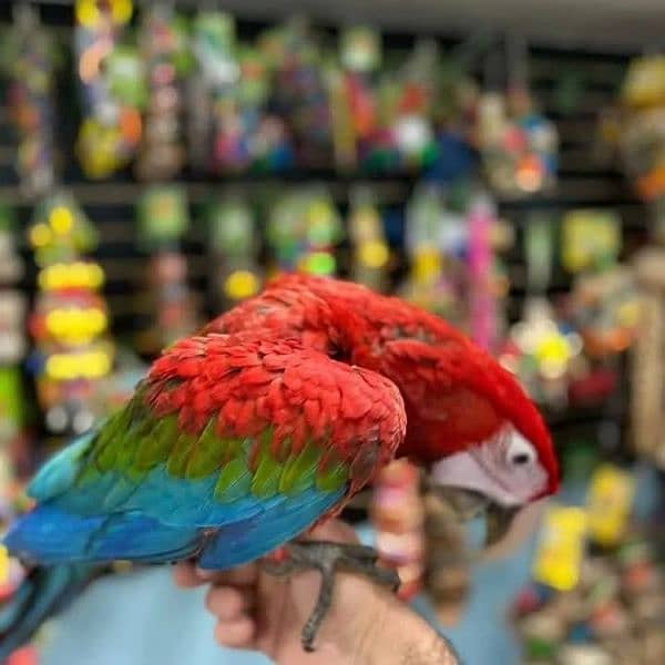 macaw parrot chicks available for sale 5