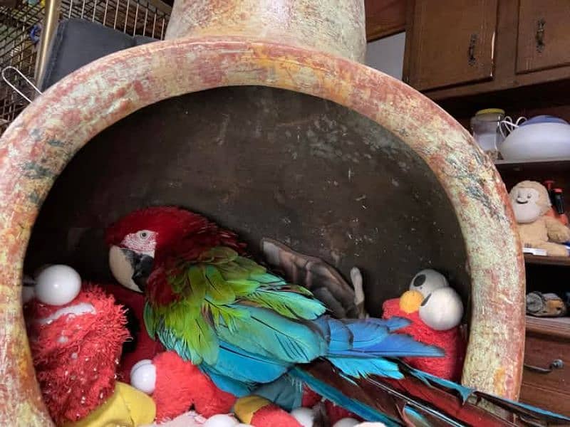 macaw parrot chicks available for sale 7