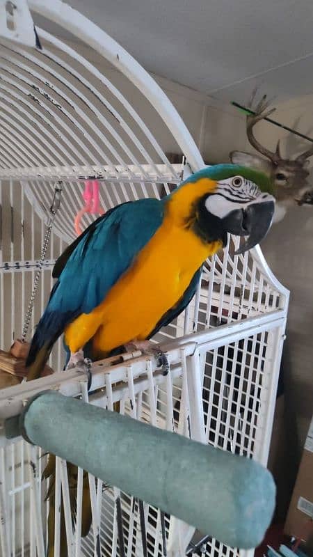 macaw parrot chicks available for sale 8