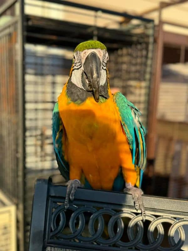 macaw parrot chicks available for sale 9