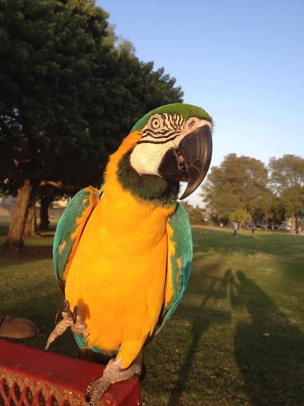 macaw parrot chicks available for sale 10