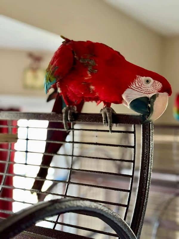 macaw parrot chicks available for sale 11