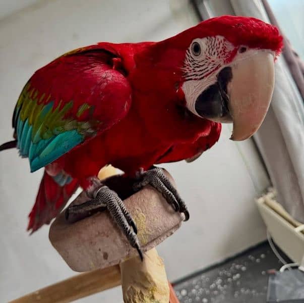 macaw parrot chicks available for sale 14