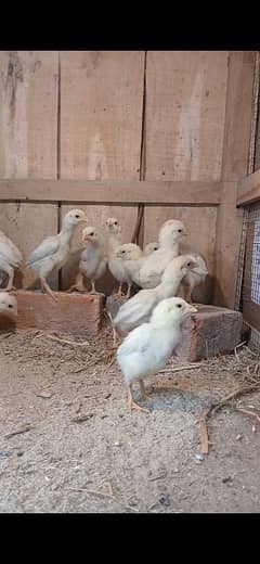 white shamo chicks