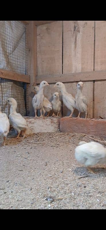 white shamo chicks 1