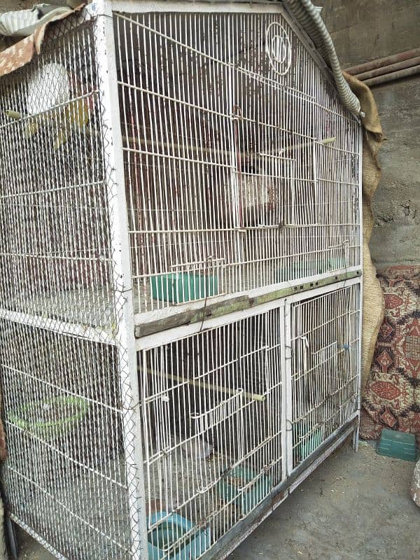 used cage or lutino and red Dove 1