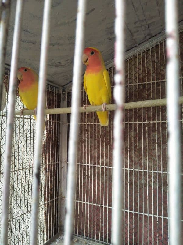 used cage or lutino and red Dove 2