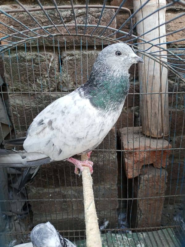 very beautiful pigeon 0