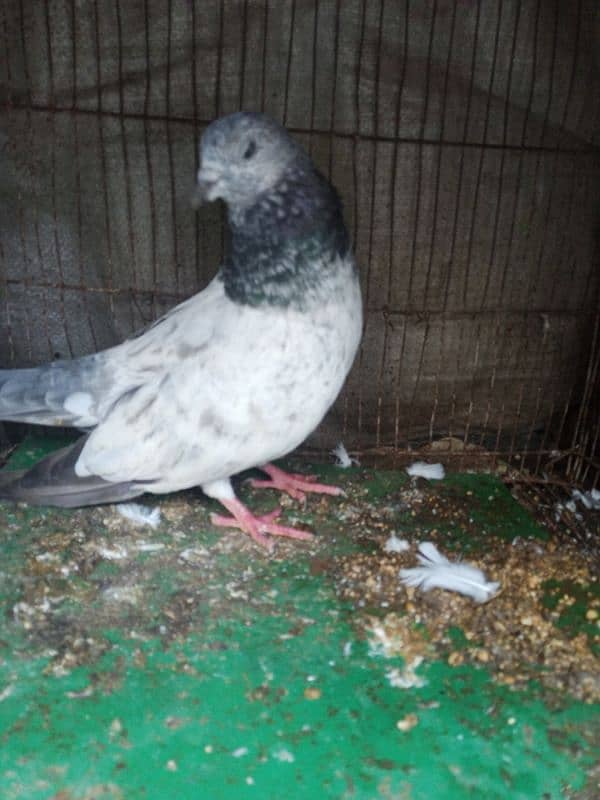 very beautiful pigeon 1