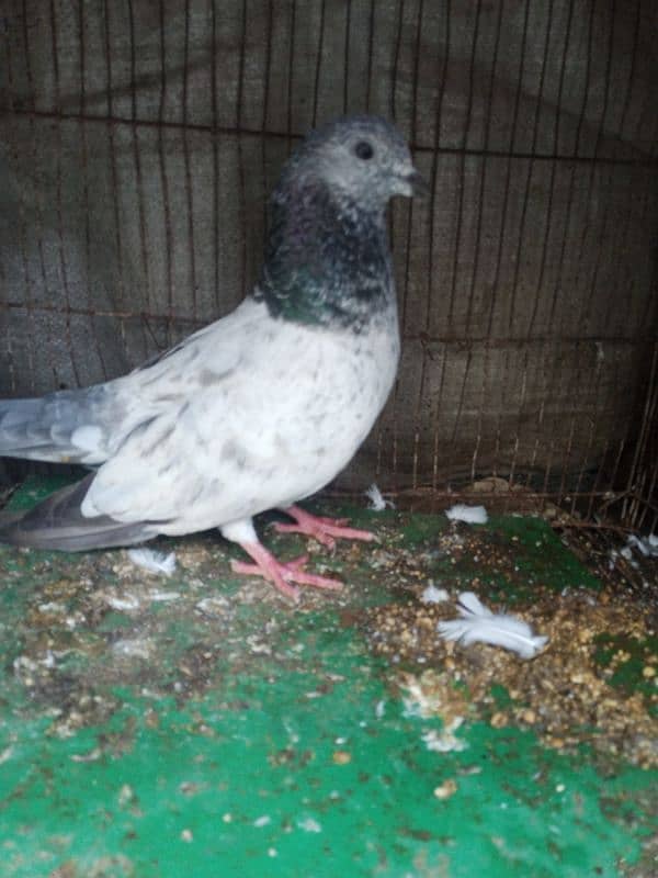 very beautiful pigeon 2