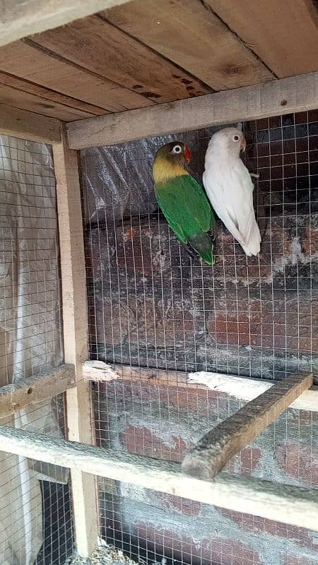 love bird breeder Pair 8 egg average exchange with cocktail 0