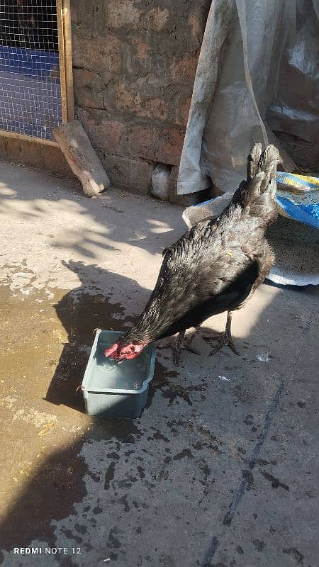 Golden Misri Male And Female Hens 0