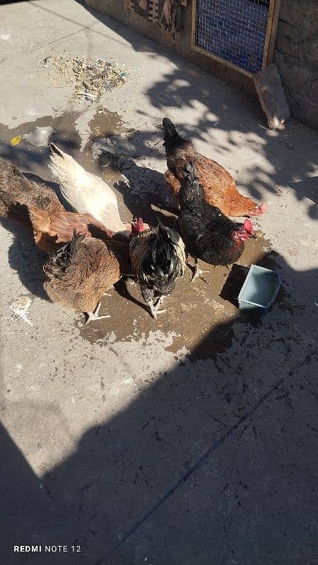 Golden Misri Male And Female Hens 1