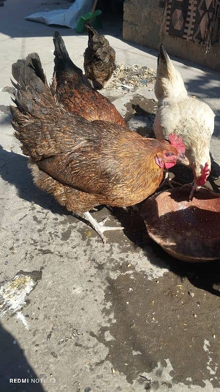 Golden Misri Male And Female Hens 2