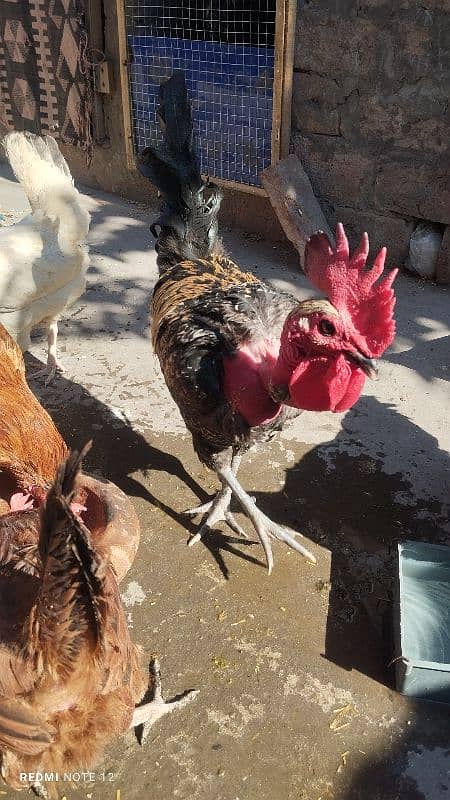 Golden Misri Male And Female Hens 3