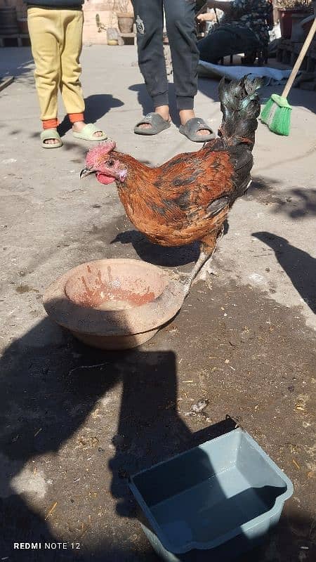 Golden Misri Male And Female Hens 4