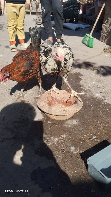 Golden Misri Male And Female Hens 5