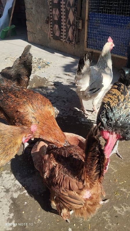 Golden Misri Male And Female Hens 6