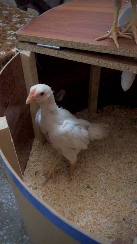 king size white shamo chicks 2