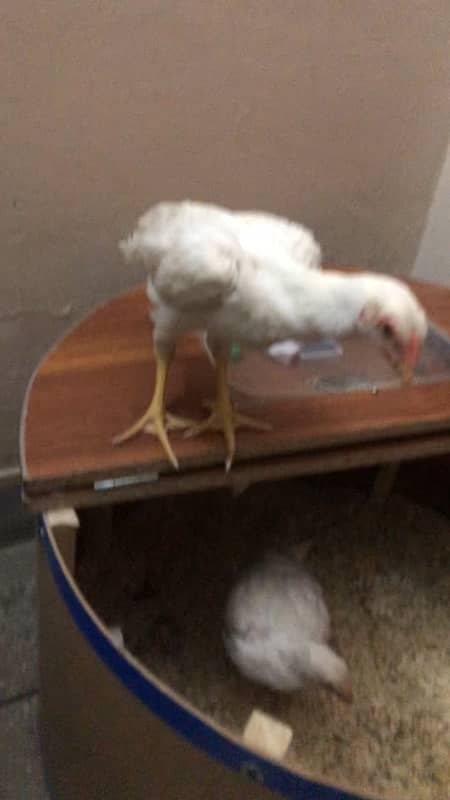 king size white shamo chicks 3