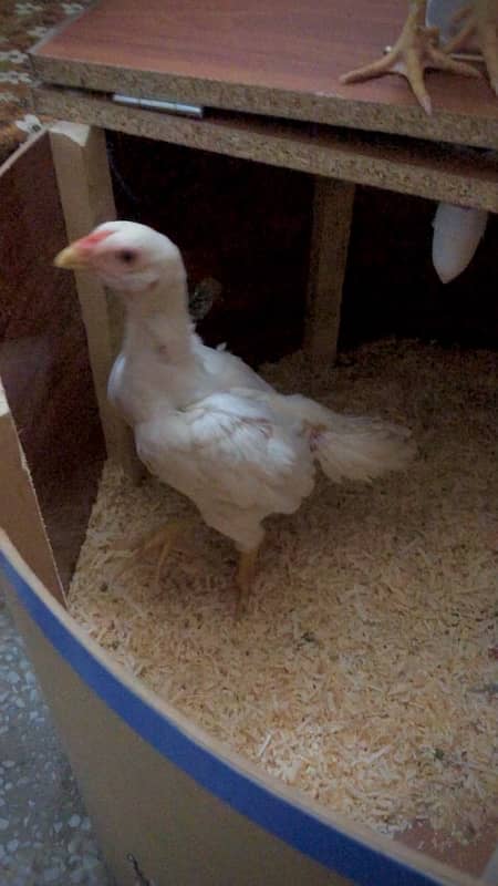 king size white shamo chicks 0