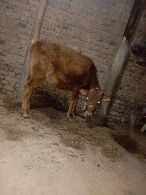 cow bachry for sale jarsy 0