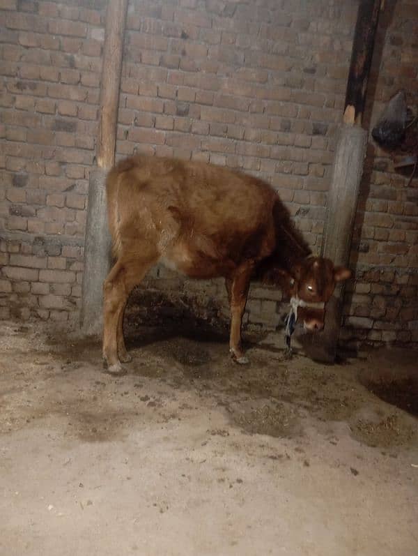 cow bachry for sale jarsy 1