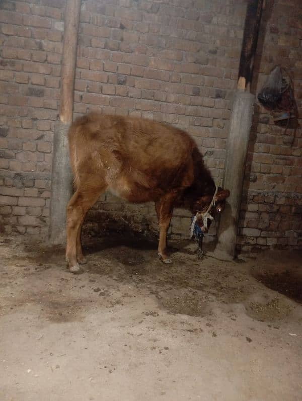 cow bachry for sale jarsy 2