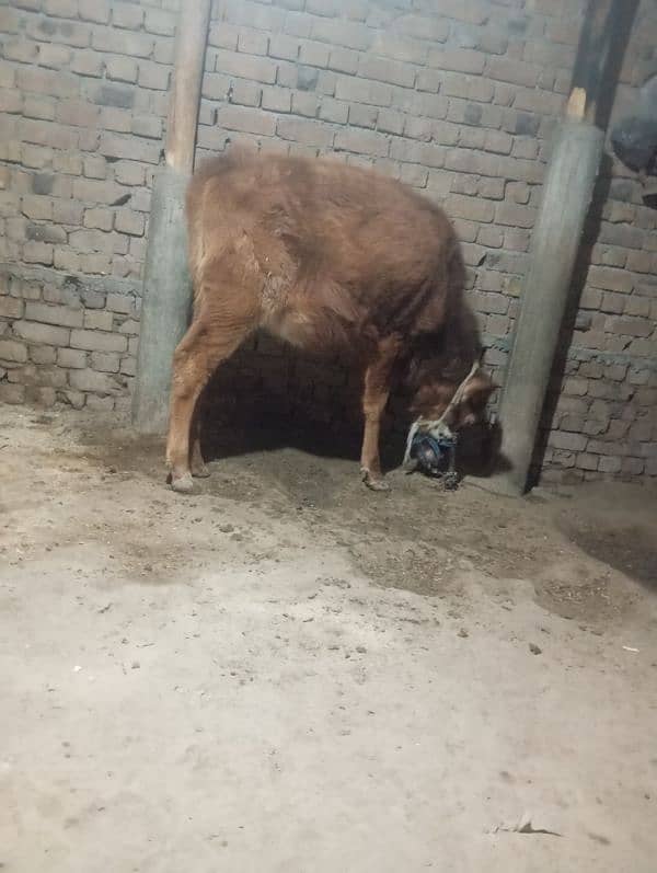 cow bachry for sale jarsy 3