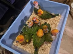 sun conure chicks and self/ description