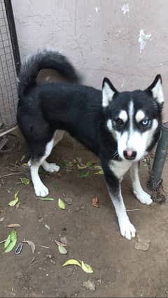 husky female for sale