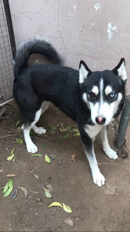 husky female for sale 0